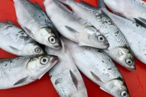 KKP Ungkap Daftar Daerah Penghasil Ikan Terbesar, Stok Pangan Dijamin Aman Hingga Idul Fitri