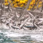 KKP Ungkap Stok Ikan Capai 7,3 Juta Ton, Jamin Ketersediaan Pangan Selama Ramadan 2026