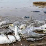 KLH Ungkap Pencemaran Pestisida di Sungai Cisadane Meluas 22,5 Km Akibat Kebakaran Pabrik di Tangsel