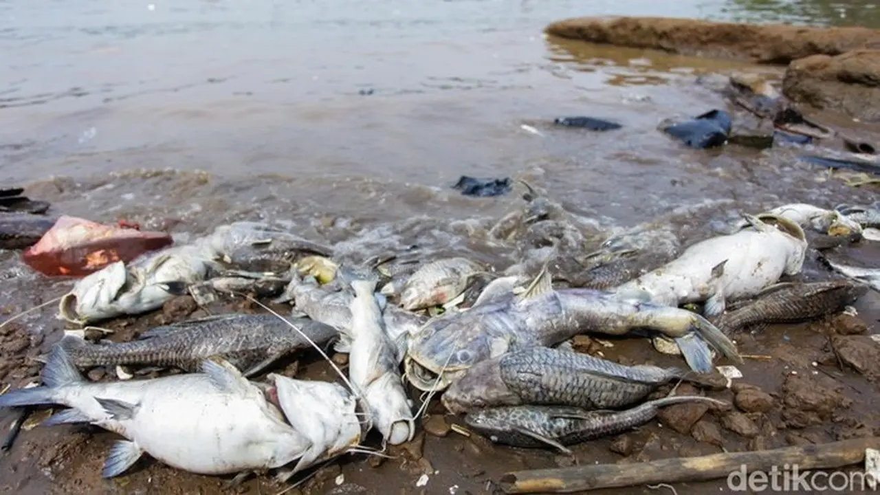 KLH Ungkap Pencemaran Pestisida di Sungai Cisadane Meluas 22,5 Km Akibat Kebakaran Pabrik di Tangsel