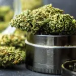 Kreator Konten AW Tanam Ganja Semi-Hidroponik di Jagakarsa, Polisi Sita Barang Bukti 3,6 Kilogram