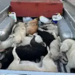 Maroko Tanggapi Isu Pembantaian 3 Juta Anjing Liar Demi Sterilisasi Kota Jelang Piala Dunia 2030