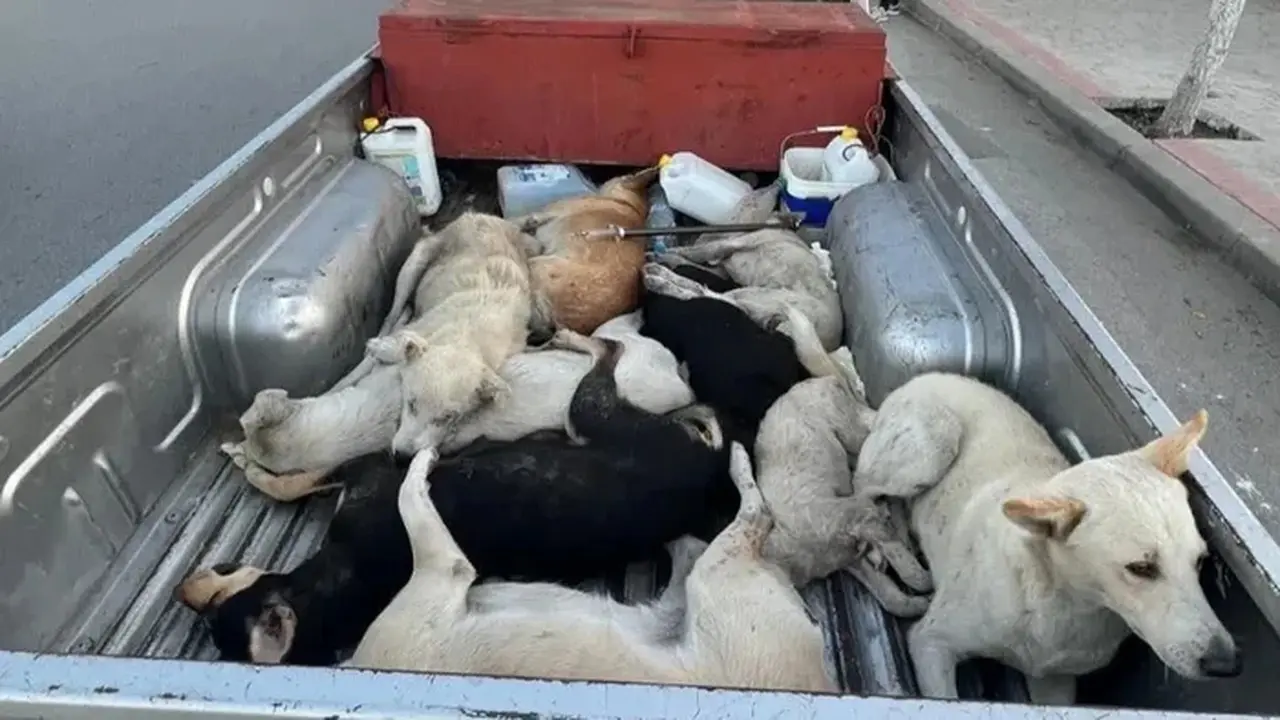 Maroko Tanggapi Isu Pembantaian 3 Juta Anjing Liar Demi Sterilisasi Kota Jelang Piala Dunia 2030 Maroko Tanggapi Isu Pembantaian 3 Juta Anjing Liar Demi Sterilisasi Kota Jelang Piala Dunia 2030