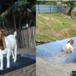 Mengenal Bobby, Anak Kambing Unik di Malaysia yang Jadi Magnet Wisatawan Indonesia