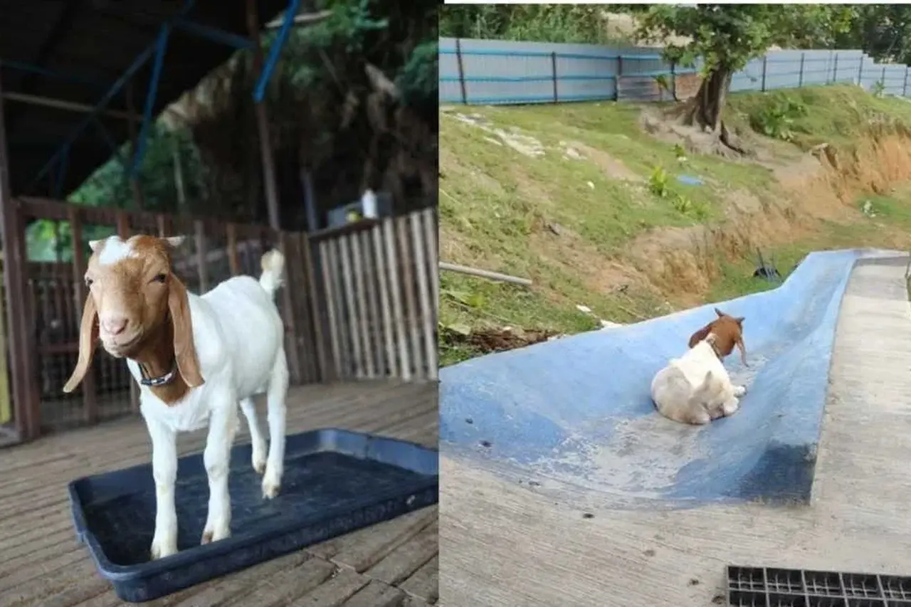 Mengenal Bobby, Anak Kambing Unik di Malaysia yang Jadi Magnet Wisatawan Indonesia