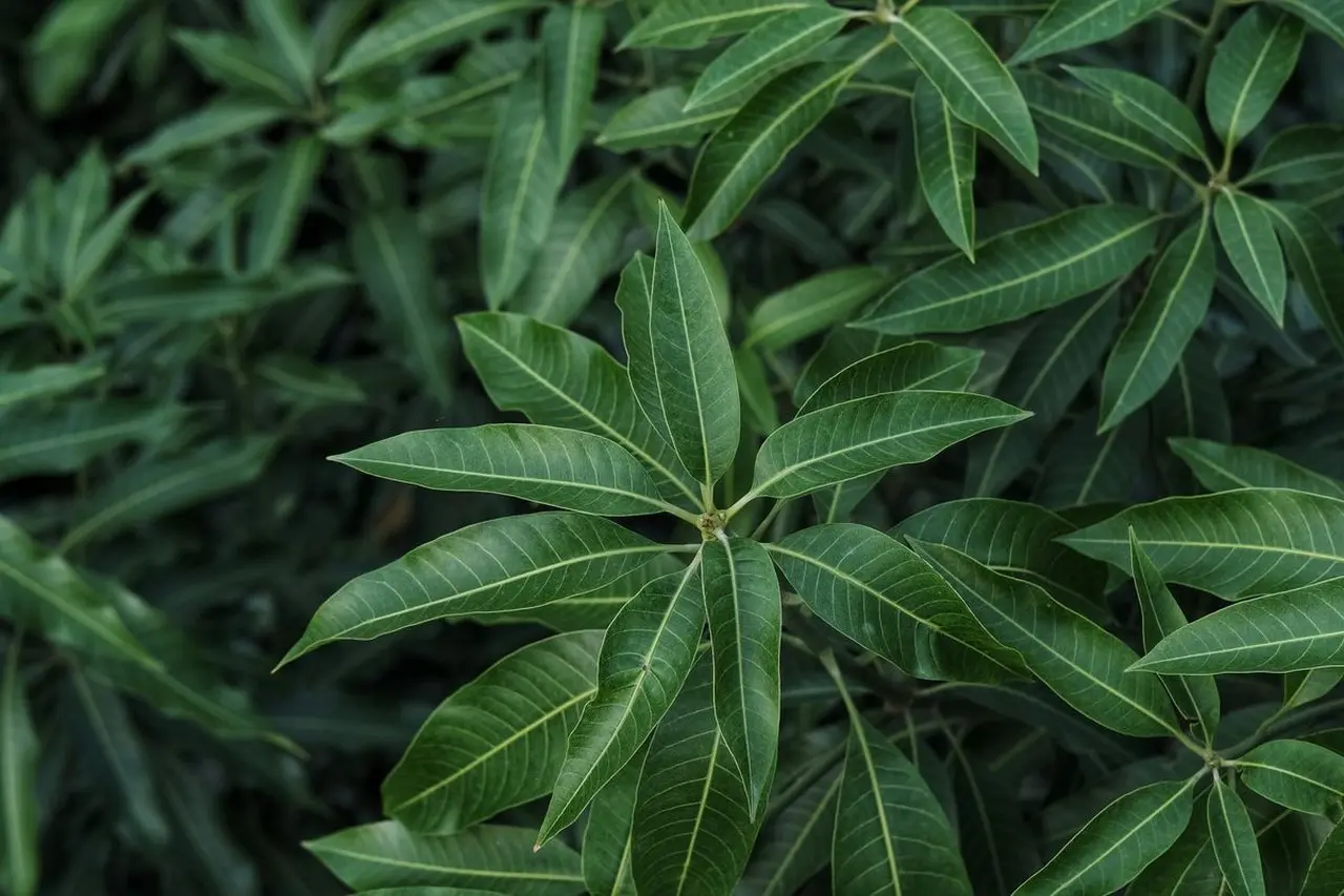 Mengenal Jenis dan Fungsi Fitohormon: Senyawa Organik Pengatur Tumbuh Kembang Tanaman Secara Alami