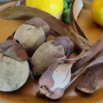 Menjelajahi Potensi Buah Tengkawang: Bisakah Gantikan Minyak Sawit dan Selamatkan Hutan Indonesia?