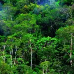 Menteri Kehutanan Siapkan Pengalihan 1,01 Juta Hektare Lahan PBPH ke BUMN Perhutani dan Inhutani