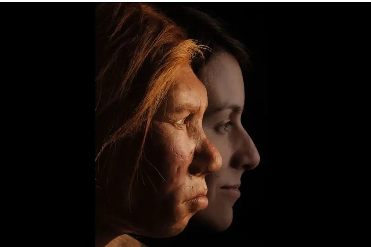 Misteri Kepunahan Neanderthal: Peneliti Ungkap Peran Genetik dan Persaingan dengan Homo Sapiens