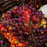 Pemerintah Tetapkan Kenaikan Bea Keluar dan Pungutan Ekspor CPO Maret 2026, Ini Rinciannya