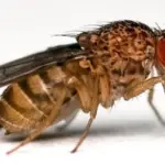 Peneliti Chinese Academy of Sciences Ciptakan Mata Bionik Lalat Buah untuk Navigasi Robot Canggih