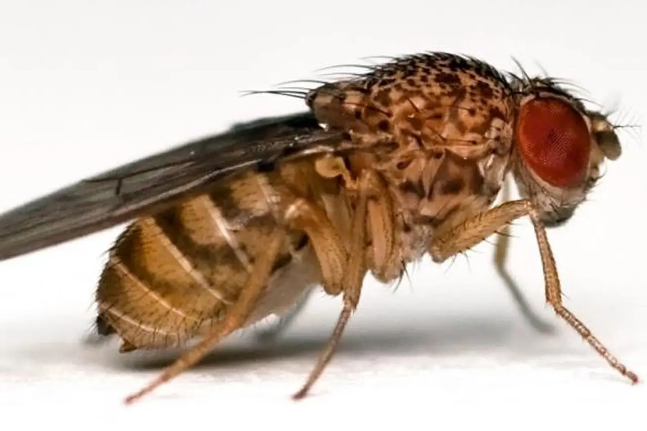 Peneliti Chinese Academy of Sciences Ciptakan Mata Bionik Lalat Buah untuk Navigasi Robot Canggih