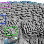 Peneliti Temukan Fosil Ikan Purba 400 Juta Tahun di Arktik, Diduga Nenek Moyang Hewan Berahang