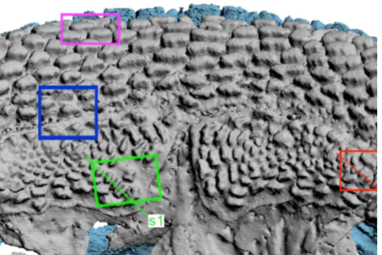 Peneliti Temukan Fosil Ikan Purba 400 Juta Tahun di Arktik, Diduga Nenek Moyang Hewan Berahang