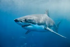 Penelitian Ungkap: Hilangnya Hiu Putih dari Perairan Australia Bukan Hanya karena Paus Pembunuh