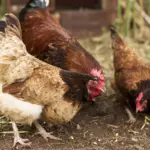 PINSAR Jamin Stok Ayam Melimpah, Soroti Rantai Distribusi Penyebab Harga di Konsumen Mahal