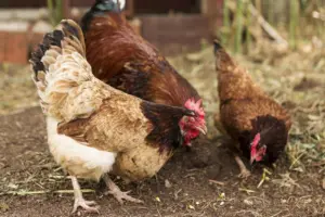 PINSAR Jamin Stok Ayam Melimpah, Soroti Rantai Distribusi Penyebab Harga di Konsumen Mahal