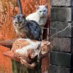 Polres Gianyar Selidiki Dugaan Penyiksaan Kucing yang Viral Diikat Pemilik Saat Hujan Deras