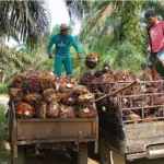 POPSI Bantah Klaim 4 Juta Hektare Sawit Ilegal di Hutan Lindung: Data Faktual Hanya 246 Ribu Hektare