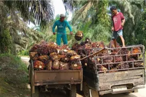 POPSI Bantah Klaim 4 Juta Hektare Sawit Ilegal di Hutan Lindung: Data Faktual Hanya 246 Ribu Hektare