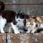 Populasi Merpati Kepala Merah di Jepang Naik 10 Kali Lipat, Ahli Soroti Peran Genetic Purging