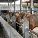 Presiden Prabowo Subianto Kucurkan Rp 72,7 Miliar untuk Bantuan Sapi Meugang di 19 Daerah Aceh