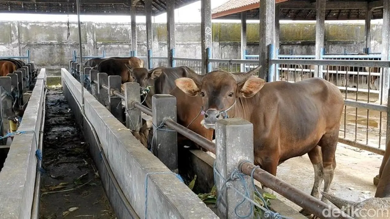 Presiden Prabowo Subianto Kucurkan Rp 72,7 Miliar untuk Bantuan Sapi Meugang di 19 Daerah Aceh