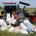 Presiden Prabowo Umumkan Swasembada Beras 2026, Pakar Pangan Ungkap Tantangan Diversifikasi dan Kedaulatan