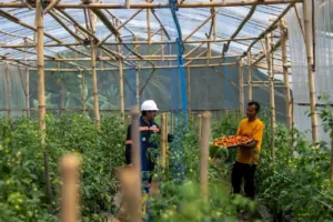 PT Antam Tbk Dorong Ekonomi Desa Kalongliud Melalui Pertanian Sirkular Terpadu Pasca Bencana