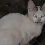 Rahasia Anatomi Mata Kucing: Penjelasan Ilmiah di Balik Pantulan Cahaya dan Inovasi Teknologi Kamera