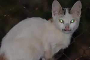 Rahasia Anatomi Mata Kucing: Penjelasan Ilmiah di Balik Pantulan Cahaya dan Inovasi Teknologi Kamera