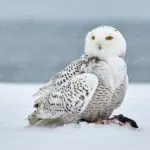 Rahasia Burung Bertahan di Suhu Ekstrem: Strategi Bulu Tebal hingga Sistem Pertukaran Panas Arus Balik