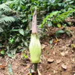 Saksikan Langsung! Bunga Bangkai Raksasa Amorphophallus Titanum Diprediksi Mekar Sempurna di Kebun Raya Bogor