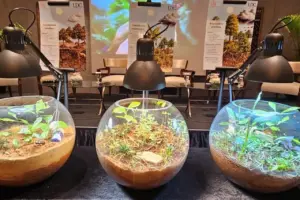 Strategi Petani Lampung Olah Tanah Asam Jadi Kebun Kopi Rendah Emisi dan Kurangi Penggunaan Pestisida