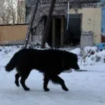 Studi Baru Ungkap Anjing di Zona Perang Ukraina Alami Perubahan Fisik dan Perilaku Mirip Serigala