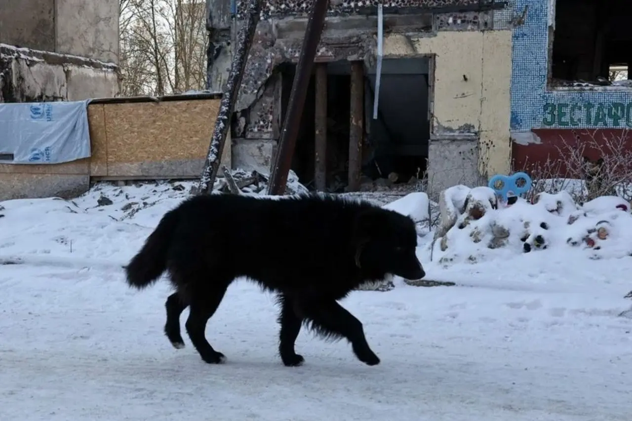 Studi Baru Ungkap Anjing di Zona Perang Ukraina Alami Perubahan Fisik dan Perilaku Mirip Serigala