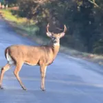 Studi Terbaru Ungkap Satwa Liar Mampu Bedakan Ancaman Manusia: Pemburu vs. Turis, Siapa Lebih Ditakuti?