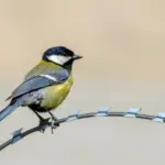 Studi University of Michigan: Polusi Suara Ganggu Reproduksi dan Picu Stres Akut pada Populasi Burung