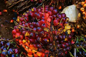 Tenggat Waktu 24 Februari Lewat, Indonesia Desak Uni Eropa Segera Penuhi Putusan WTO Sengketa Sawit