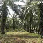 Triputra Agro Persada Gandeng Dabeeo, Terapkan AI Canggih untuk Optimalisasi Pemantauan Perkebunan Sawit