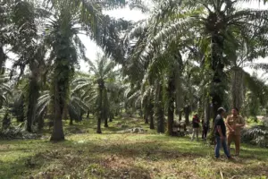 Triputra Agro Persada Gandeng Dabeeo, Terapkan AI Canggih untuk Optimalisasi Pemantauan Perkebunan Sawit