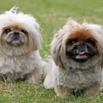 Waspada Gangguan Pernapasan Anjing Pesek, Riset Identifikasi 12 Ras Paling Rentan Terkena BOAS