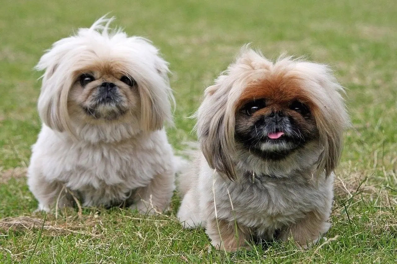 Waspada Gangguan Pernapasan Anjing Pesek, Riset Identifikasi 12 Ras Paling Rentan Terkena BOAS