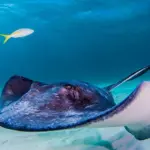 Waspada! Kenali Enam Ikan Paling Beracun di Dunia, dari Stonefish hingga Pufferfish yang Dapat Sebabkan Kematian