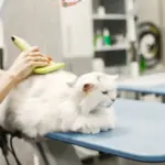 Waspada! Memahami Pergeseran Makna Kata “Grooming” dari Positif ke Konotasi Negatif yang Mengancam Waspada! Memahami Pergeseran Makna Kata “Grooming” dari Positif ke Konotasi Negatif yang Mengancam