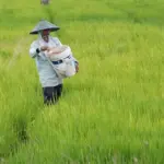 BPS Catat Nilai Tukar Petani Februari 2026 Tumbuh 1,5 Persen, Kesejahteraan Petani Membaik