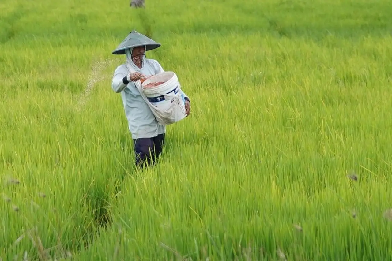 BPS Catat Nilai Tukar Petani Februari 2026 Tumbuh 1,5 Persen, Kesejahteraan Petani Membaik
