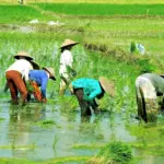 BPS Umumkan Produksi Gabah Januari 2026 Melonjak 38,69 Persen, Namun Potensi Penurunan di Kuartal Berikutnya